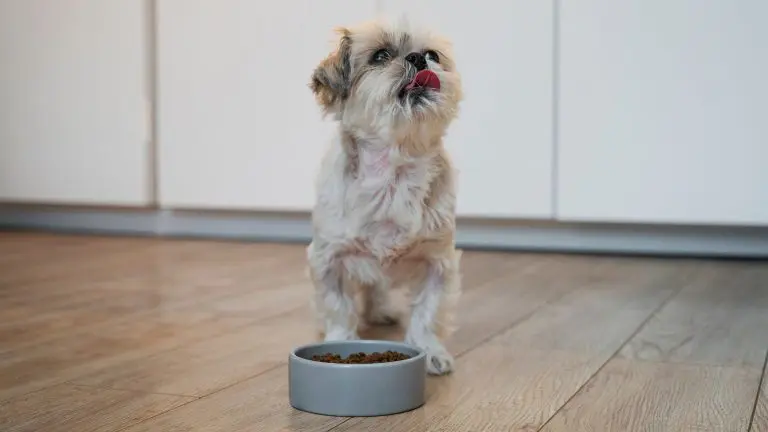Comida humeda o pienso para perros ¿Que opcion es mejor 1 768x432