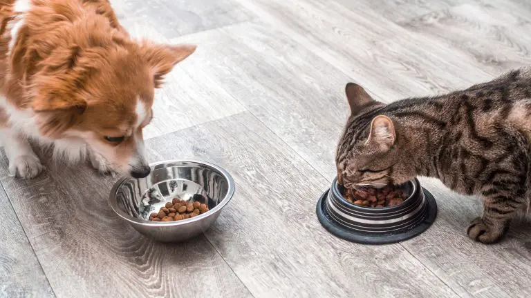 Comida para perros y gatos diferencias clave que debes conocer 1 768x432