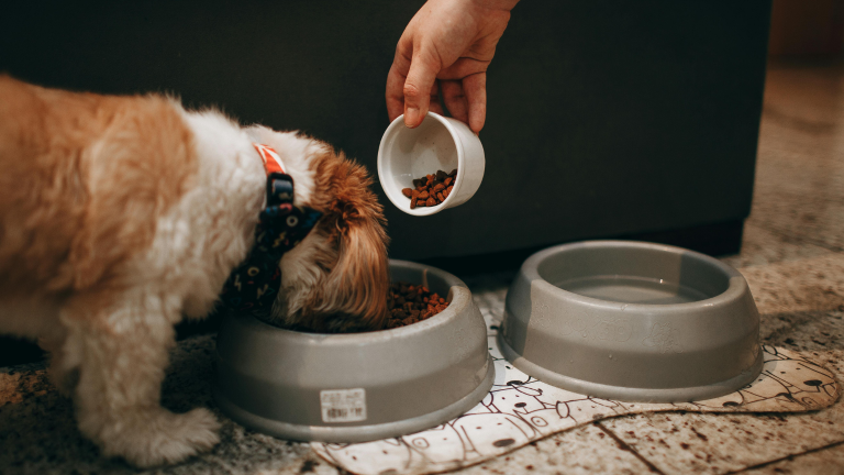 Comida para perros 768x432